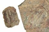 Partial Giant Radiodont (Aegirocassis), Xiphosurida & Trilobite #212391-7